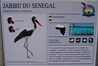 Jabiru du Senegal, Ephippiorrhynchus senegalensis (Photo F. Mrugala) (txt)